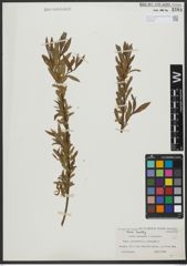 Foto von Salix triandra L. x Salix viminalis L.